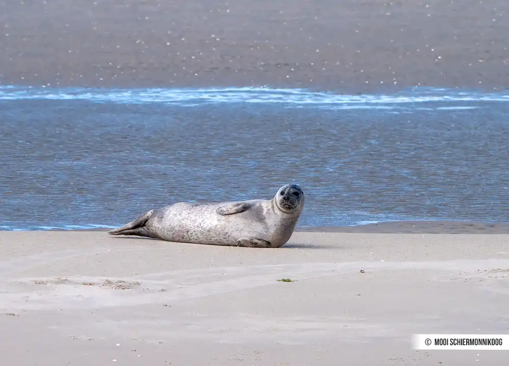 Zeehond op een zandbank op de Waddenzee