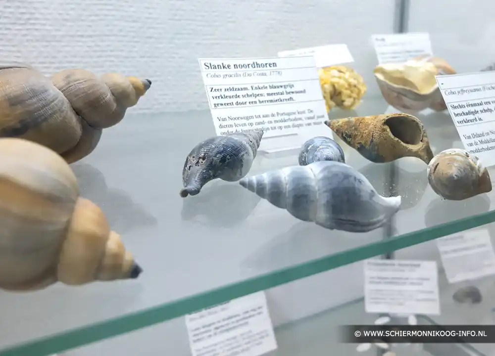 Schelpenmuseum Schiermonnikoog