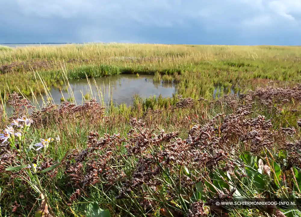 Waddenzee Schiermonnikoog